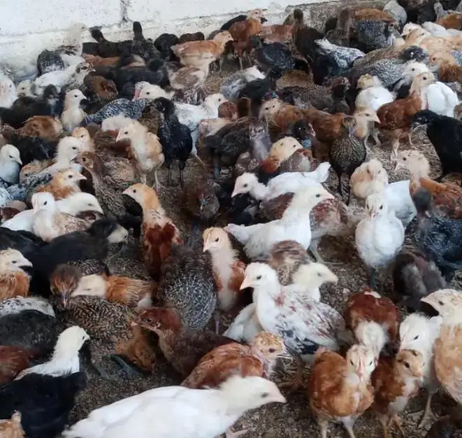 (golden misri hens) (golden misri chickes) available — photo 3