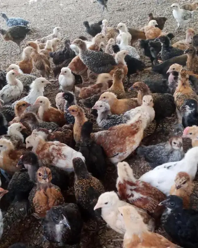 (golden misri hens) (golden misri chickes) available — photo 4