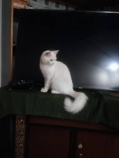 Persian white Cat with Kittens