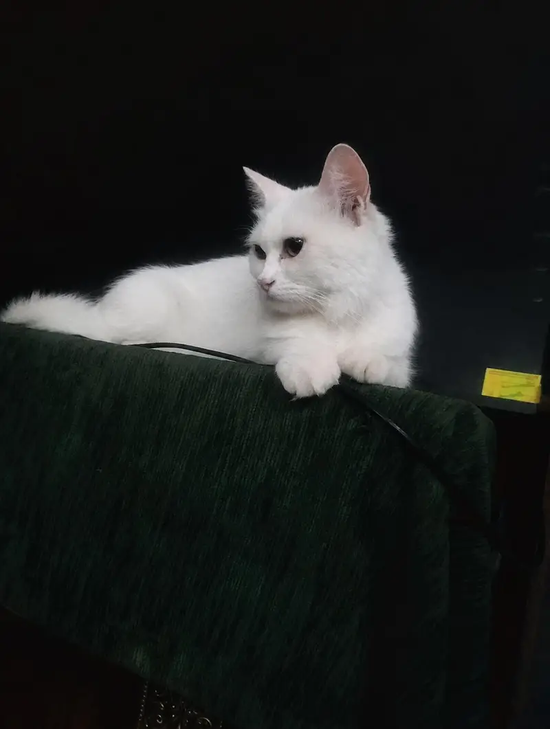 Persian white Cat with Kittens — photo 2