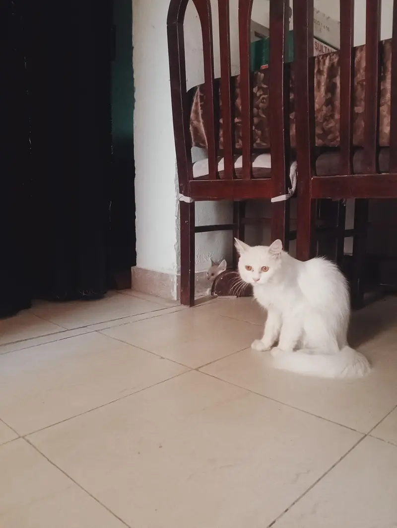Persian white Cat with Kittens — photo 3