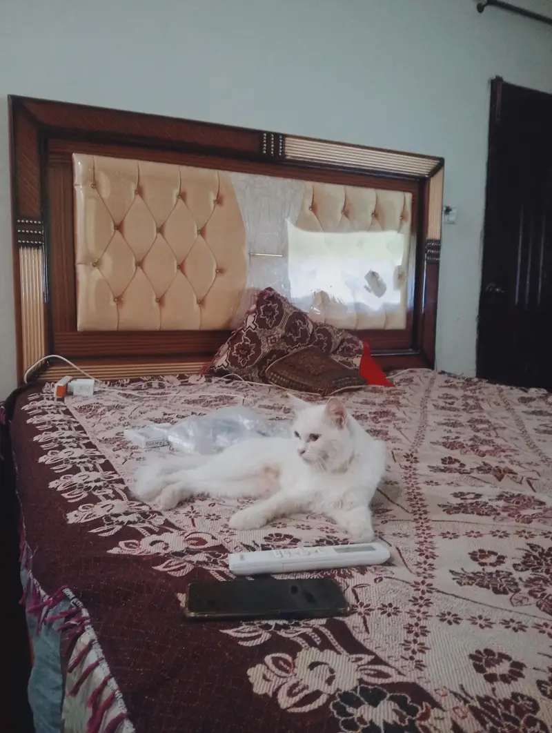 Persian white Cat with Kittens — photo 5