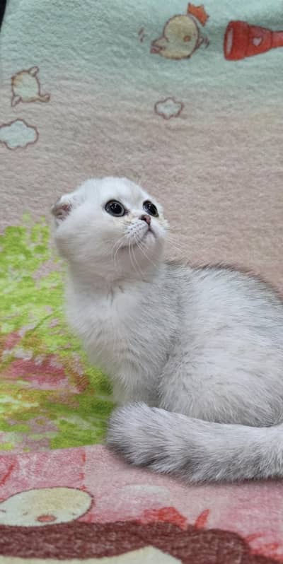 Scottish fold kittin for sell. 0313 4935014