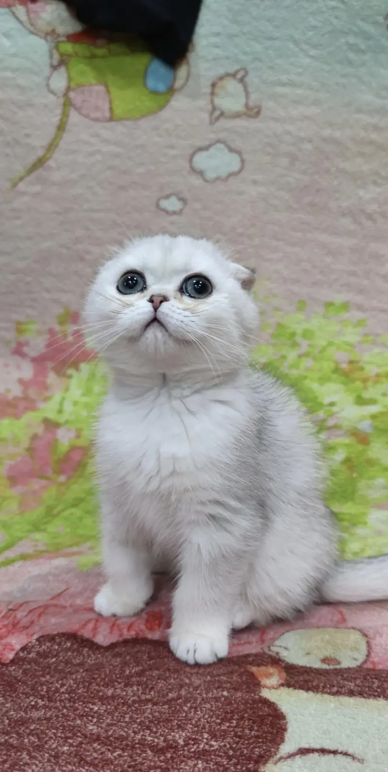 Scottish fold kittin for sell. 0313 4935014 — photo 2
