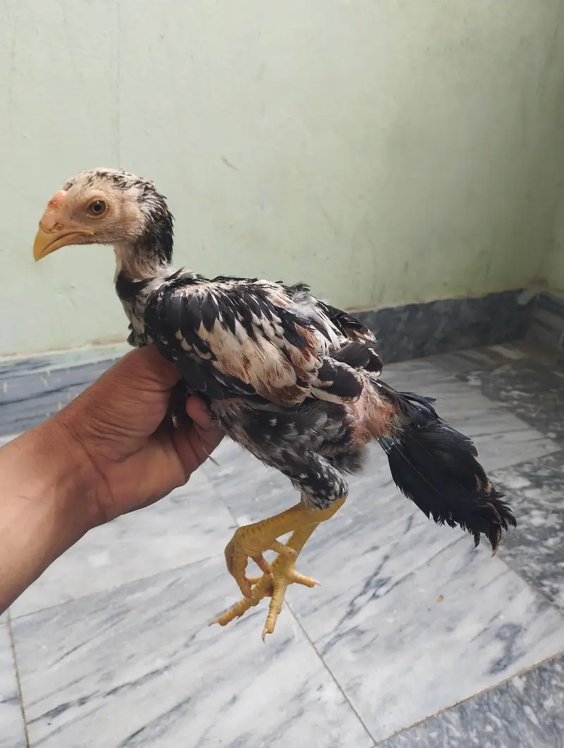 jawa patha — photo 3