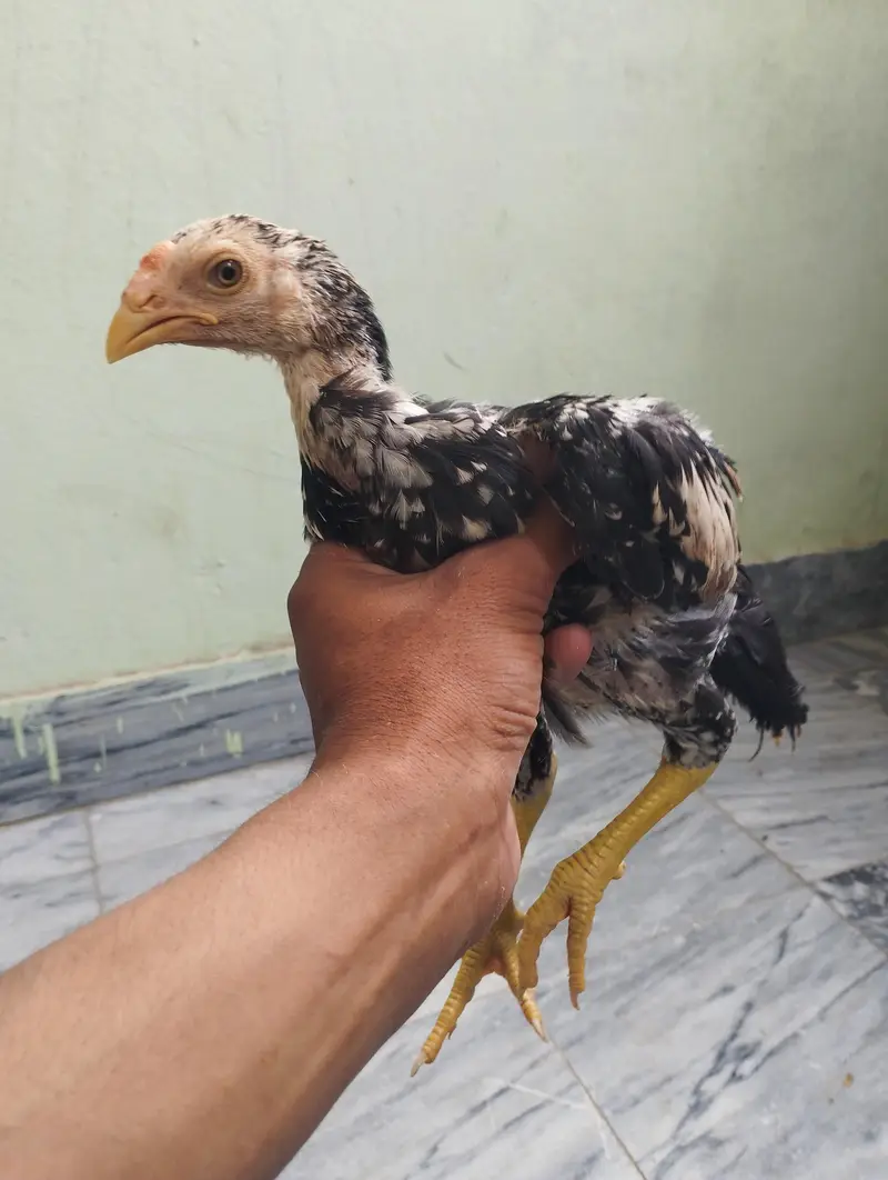 jawa patha — photo 4