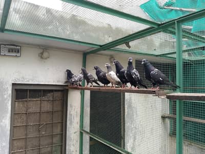 Indian rampuri patha pathiya