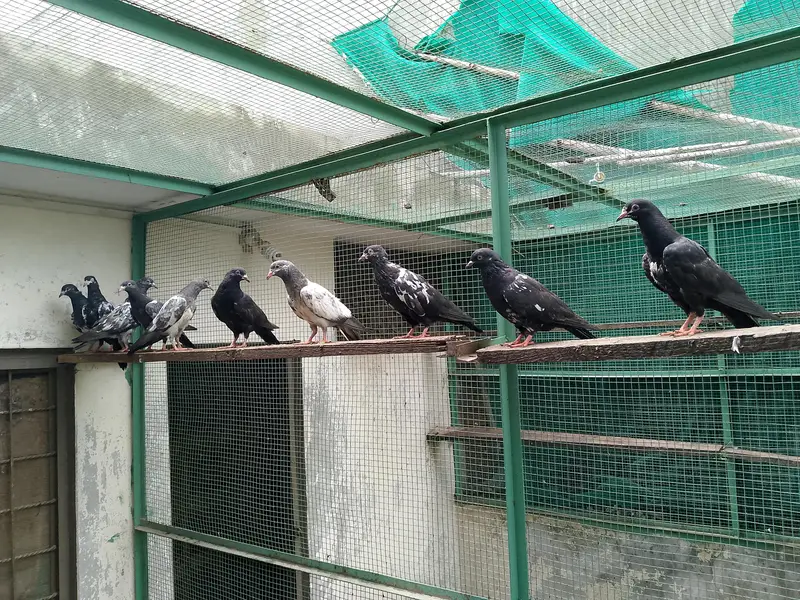 Indian rampuri patha pathiya — photo 3