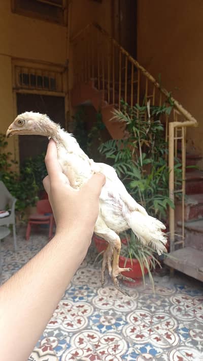 Imported bloodline aseel shamo Cross pure white