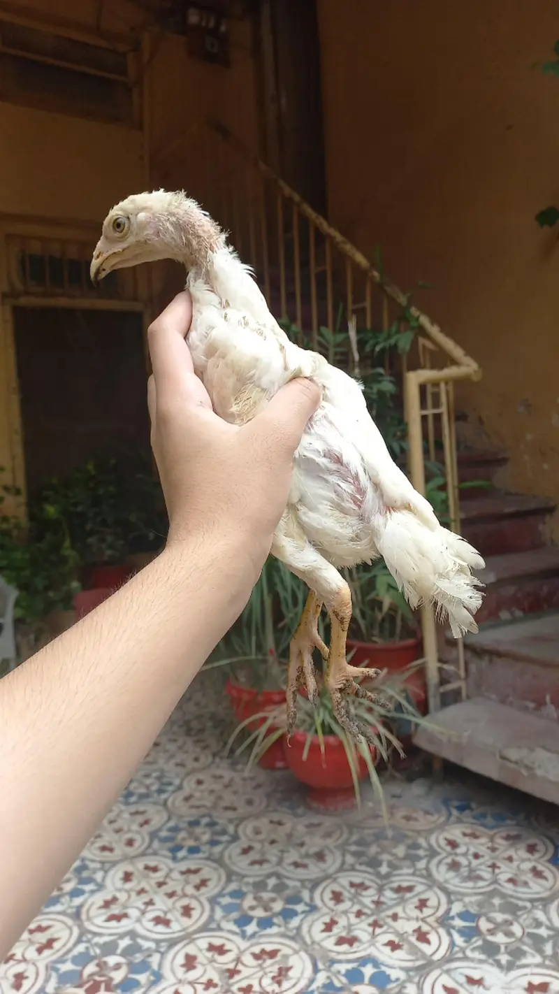 Imported bloodline aseel shamo Cross pure white — photo 3