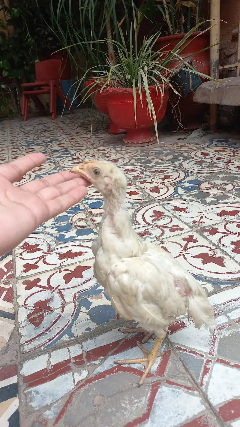 Imported bloodline aseel shamo Cross pure white — photo 5