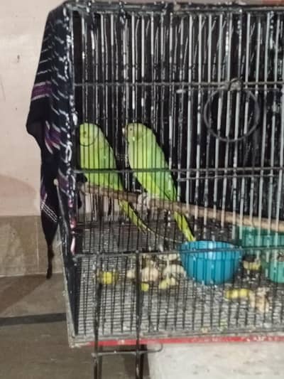 green Ring neck breeding pair
