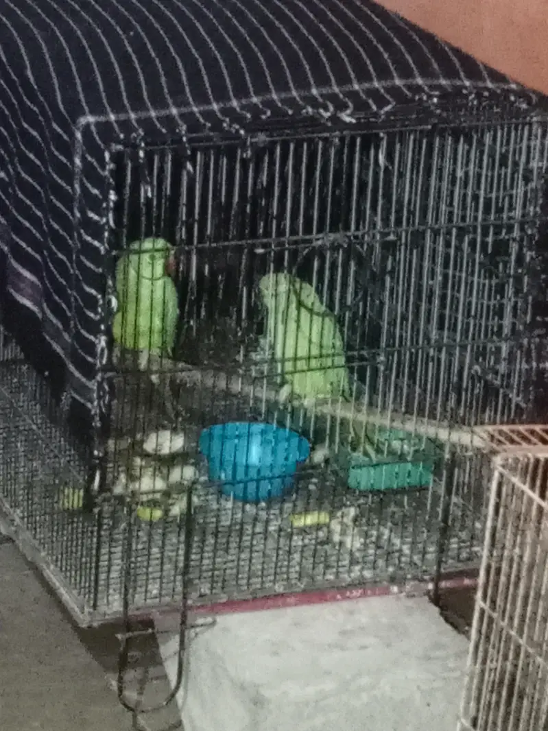 green Ring neck breeding pair — photo 2