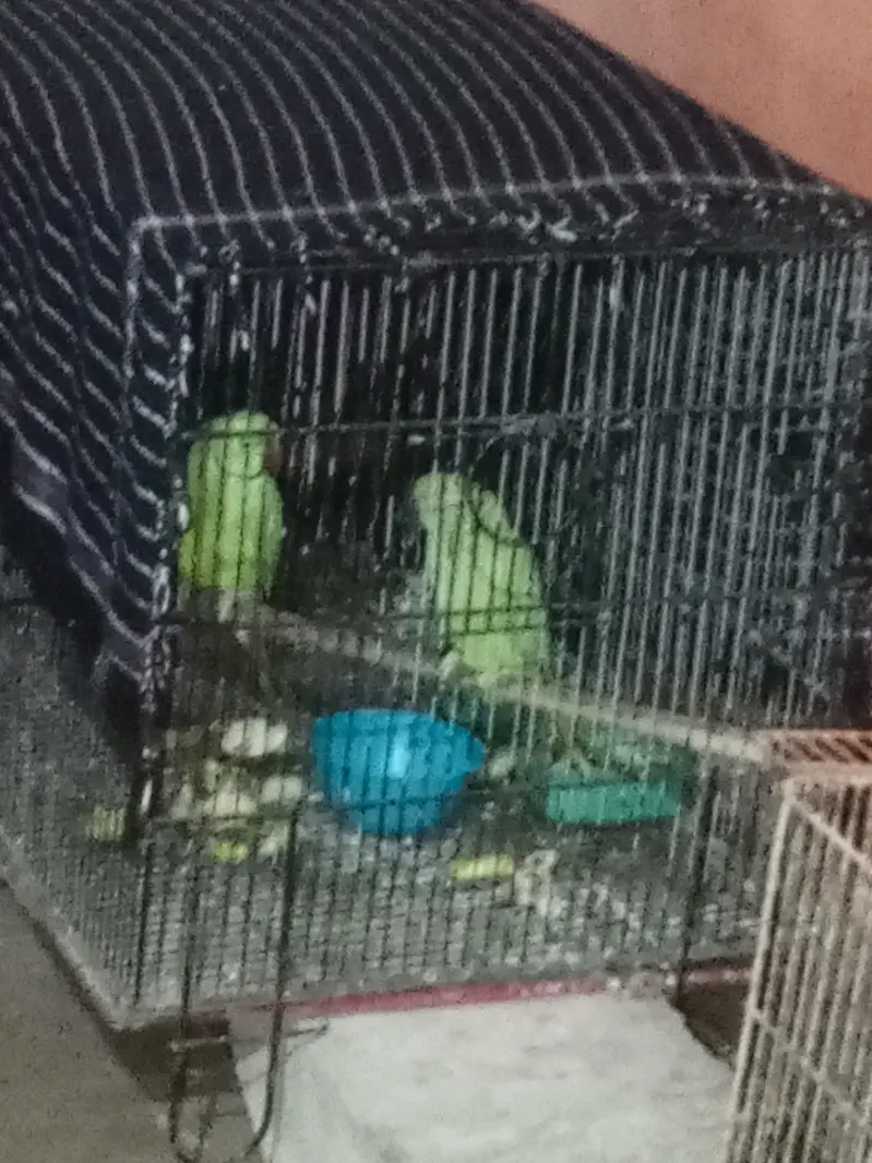 green Ring neck breeding pair — photo 3