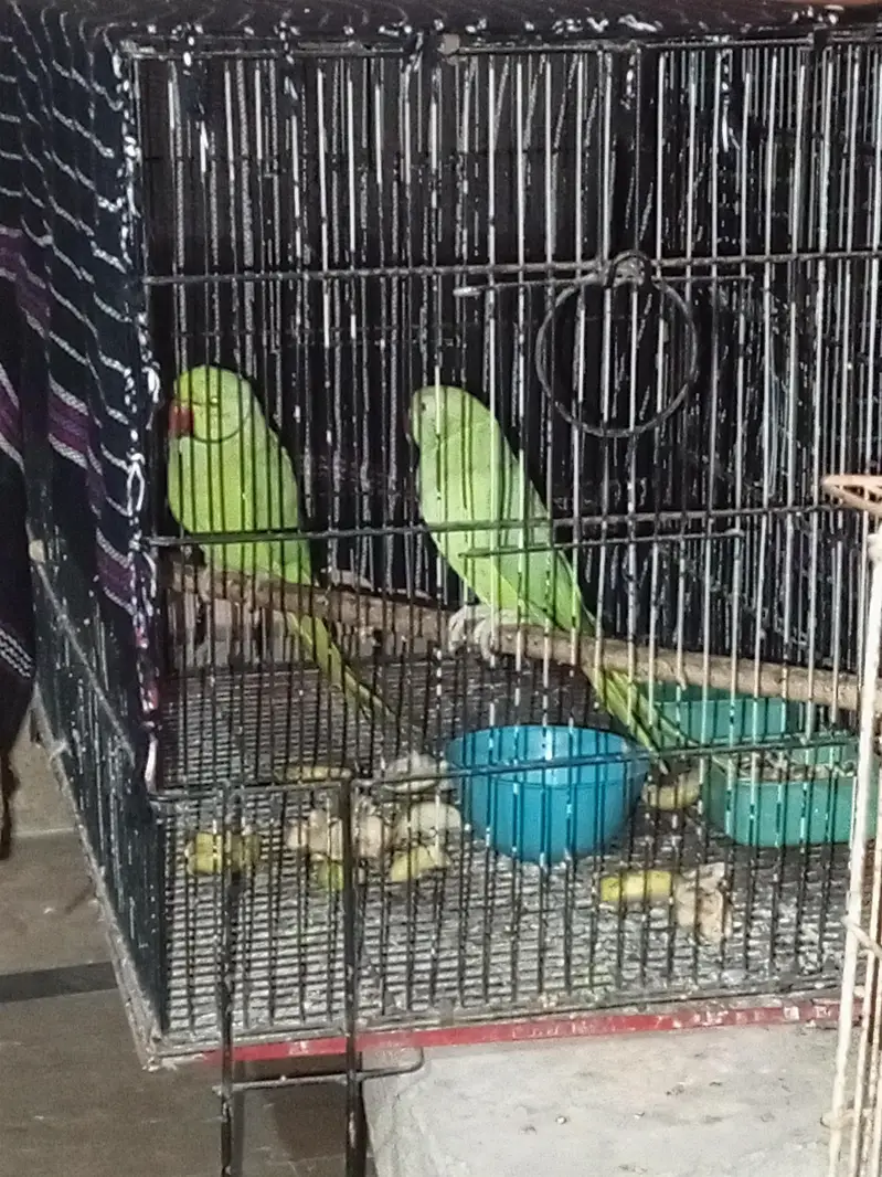 green Ring neck breeding pair — photo 4