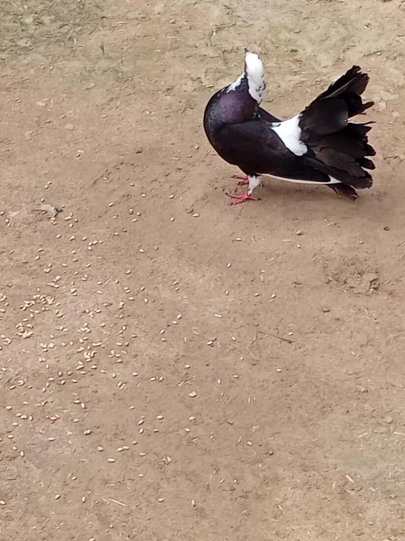kabtoor 3