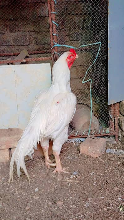 Aseel Heera Murga