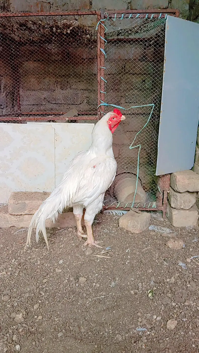 Aseel Heera Murga — photo 2