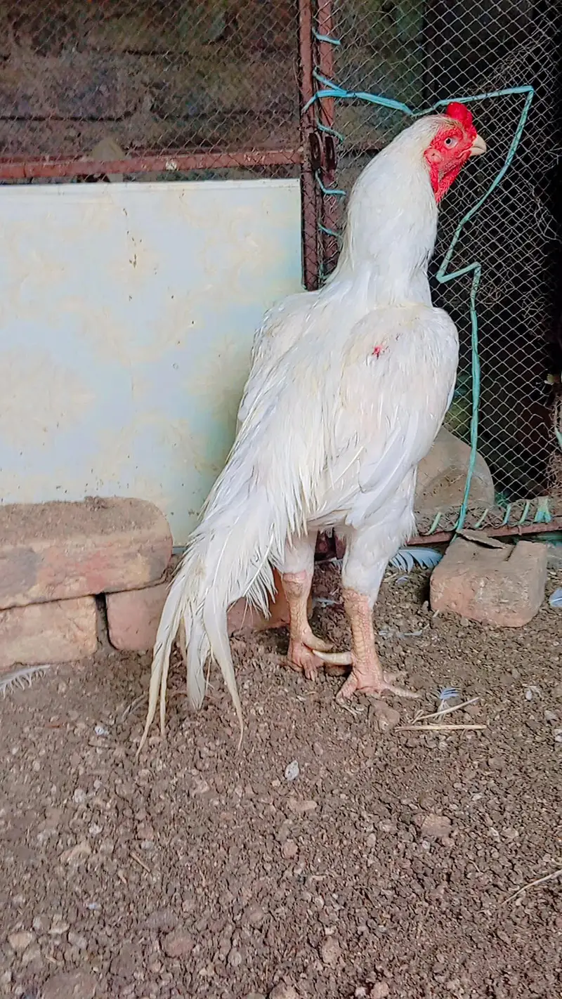 Aseel Heera Murga — photo 3