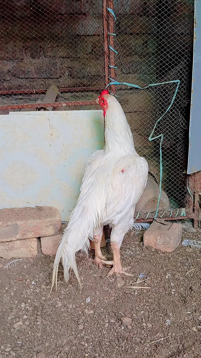 Aseel Heera Murga — photo 4