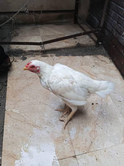 Healthy and beautiful hen for sale great condition