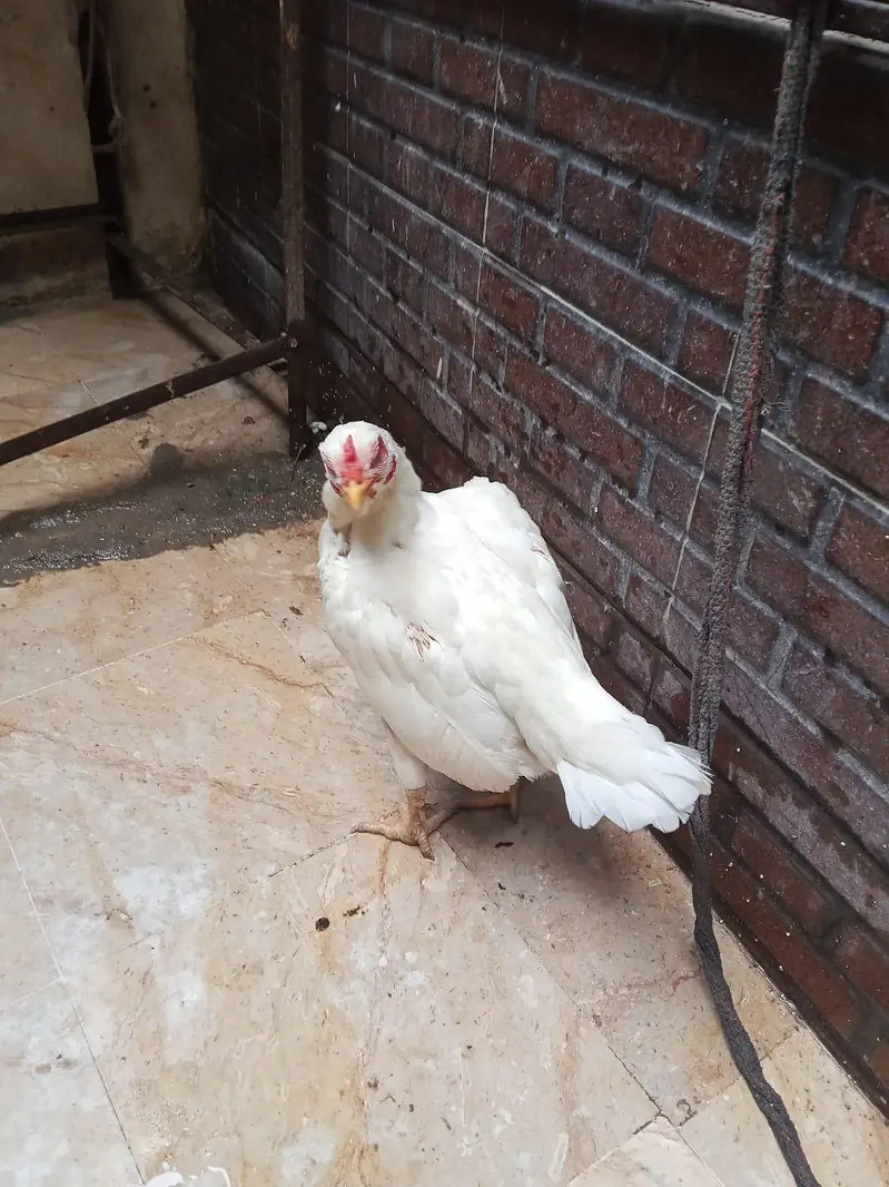 Healthy and beautiful hen for sale great condition — photo 2