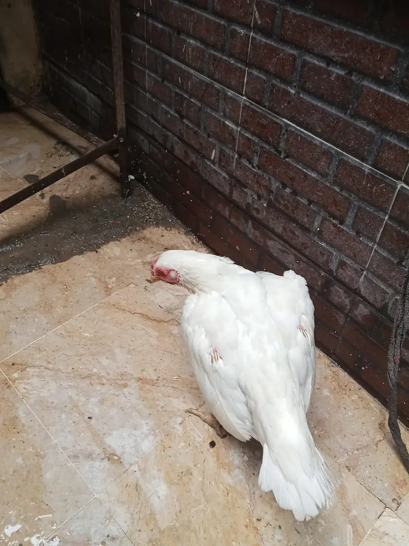 Healthy and beautiful hen for sale great condition — photo 3