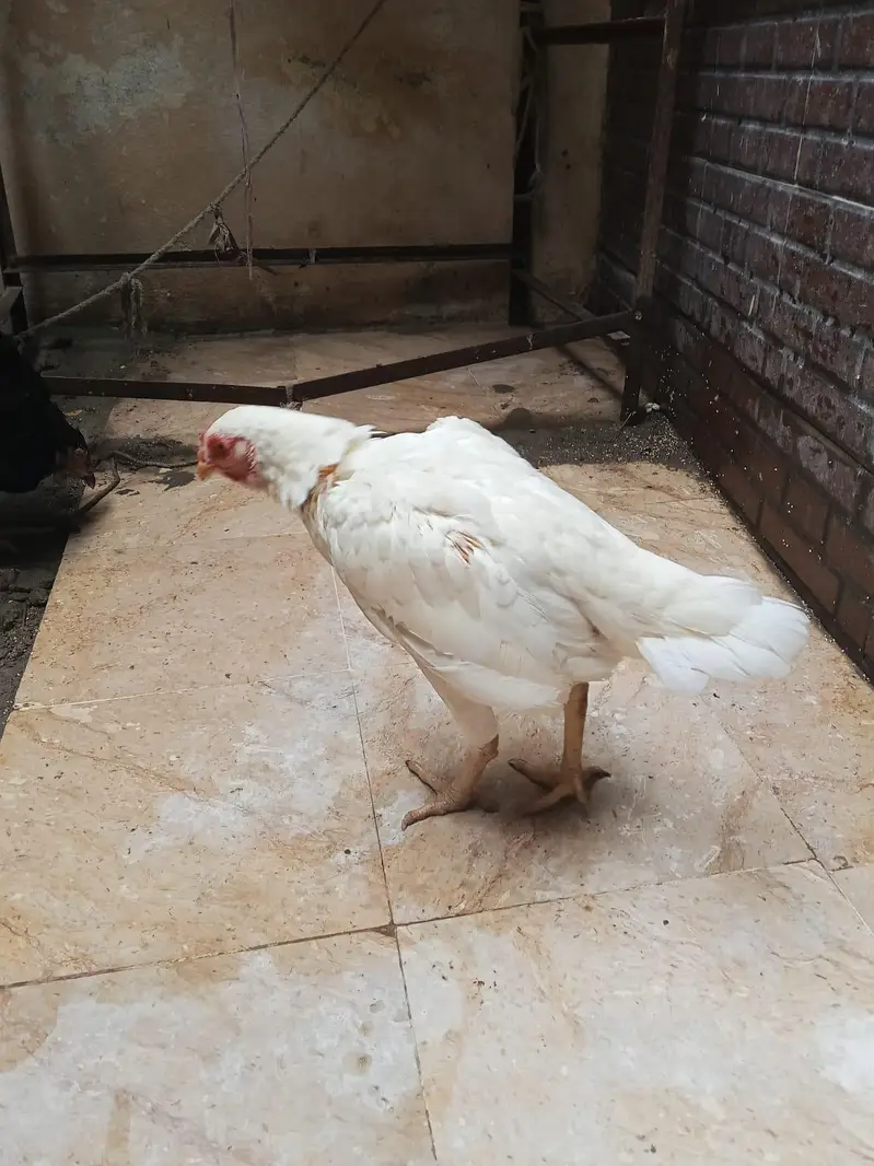 Healthy and beautiful hen for sale great condition — photo 4