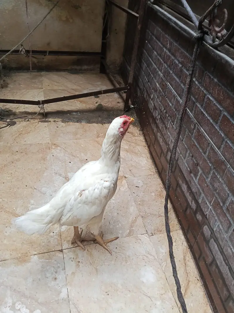Healthy and beautiful hen for sale great condition — photo 5
