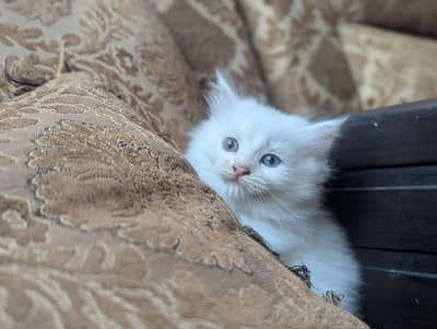 person cat baby