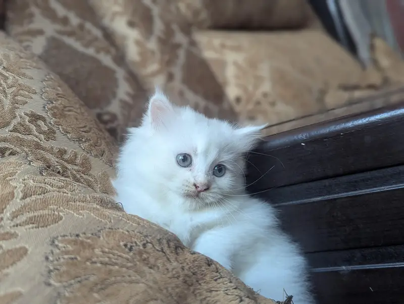 person cat baby — photo 2