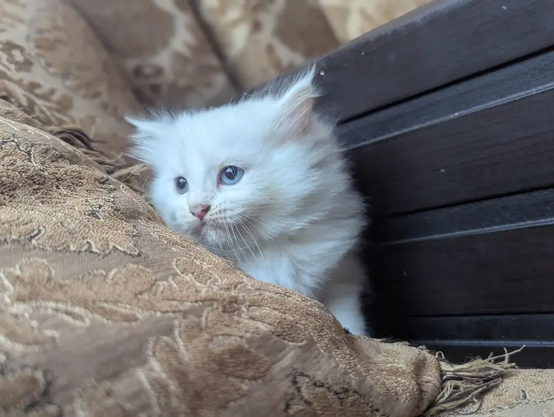 person cat baby — photo 3