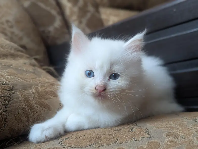 person cat baby — photo 4