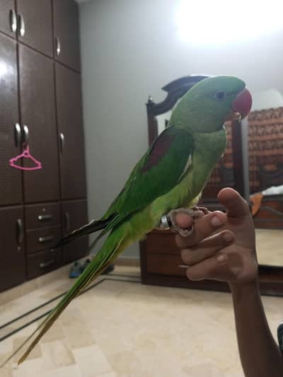 Kashmiri Raw Parrot Jumbo Size