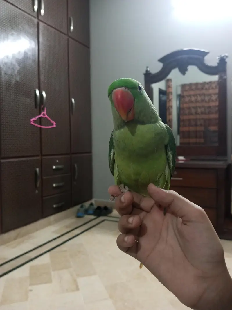 Kashmiri Raw Parrot Jumbo Size — photo 2