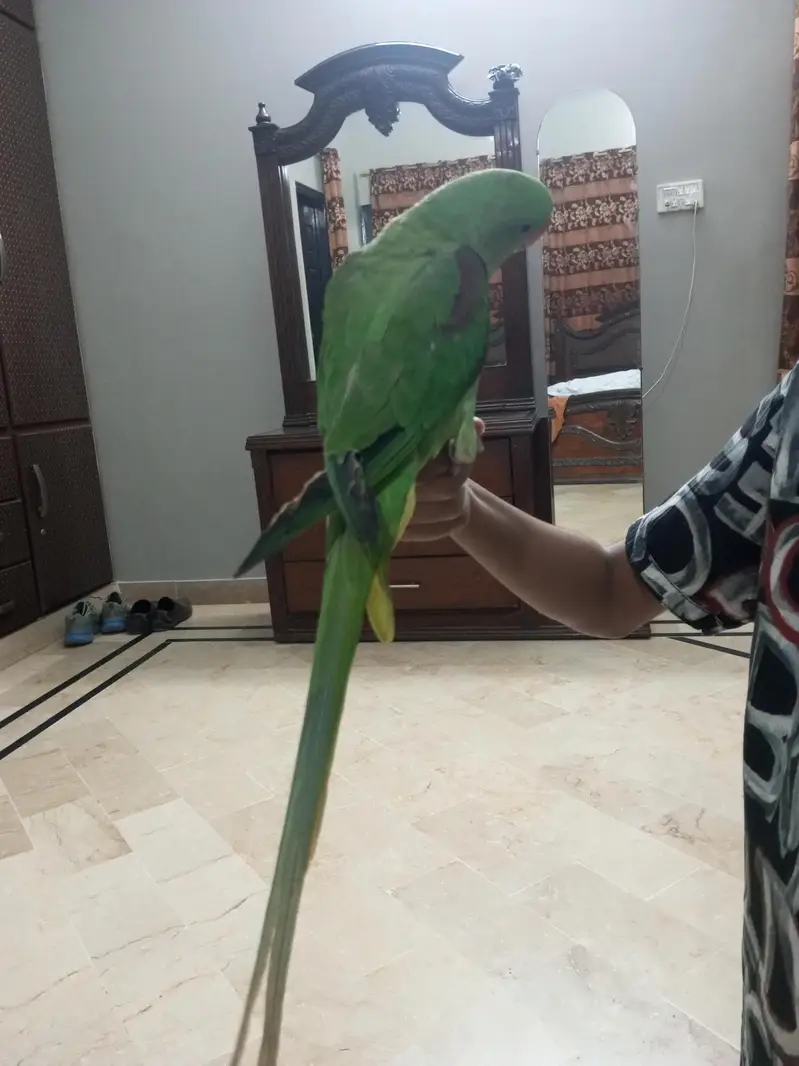 Kashmiri Raw Parrot Jumbo Size — photo 3