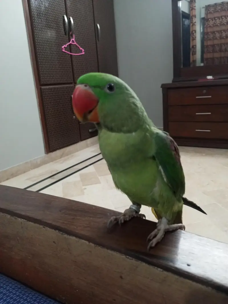 Kashmiri Raw Parrot Jumbo Size — photo 4
