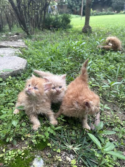 Persian kittens tripple coat