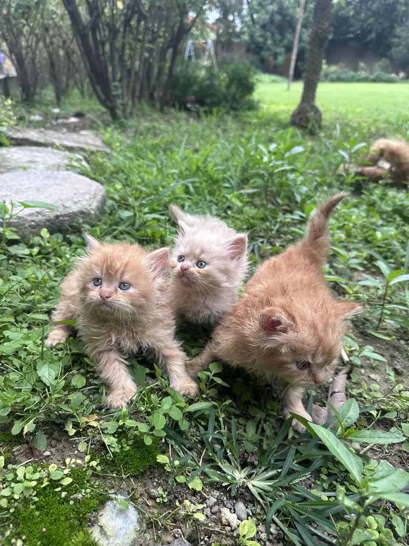 Persian kittens tripple coat — photo 2