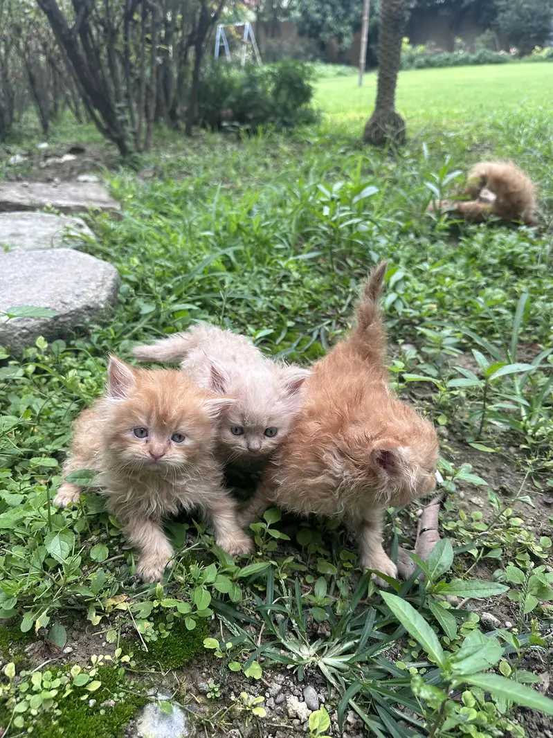 Persian kittens tripple coat — photo 3