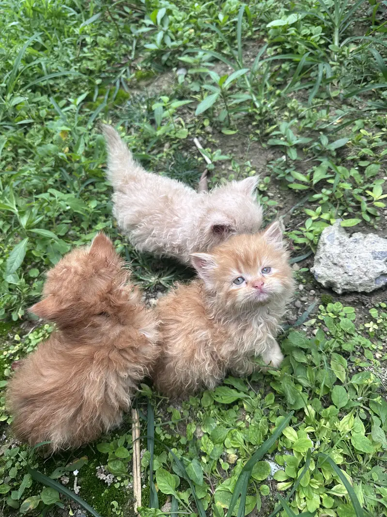 Persian kittens tripple coat — photo 4