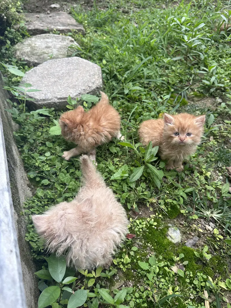 Persian kittens tripple coat — photo 5