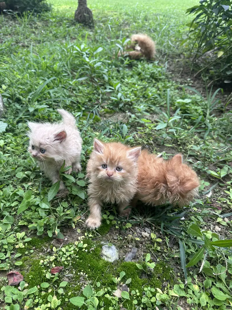 Persian kittens tripple coat — photo 6