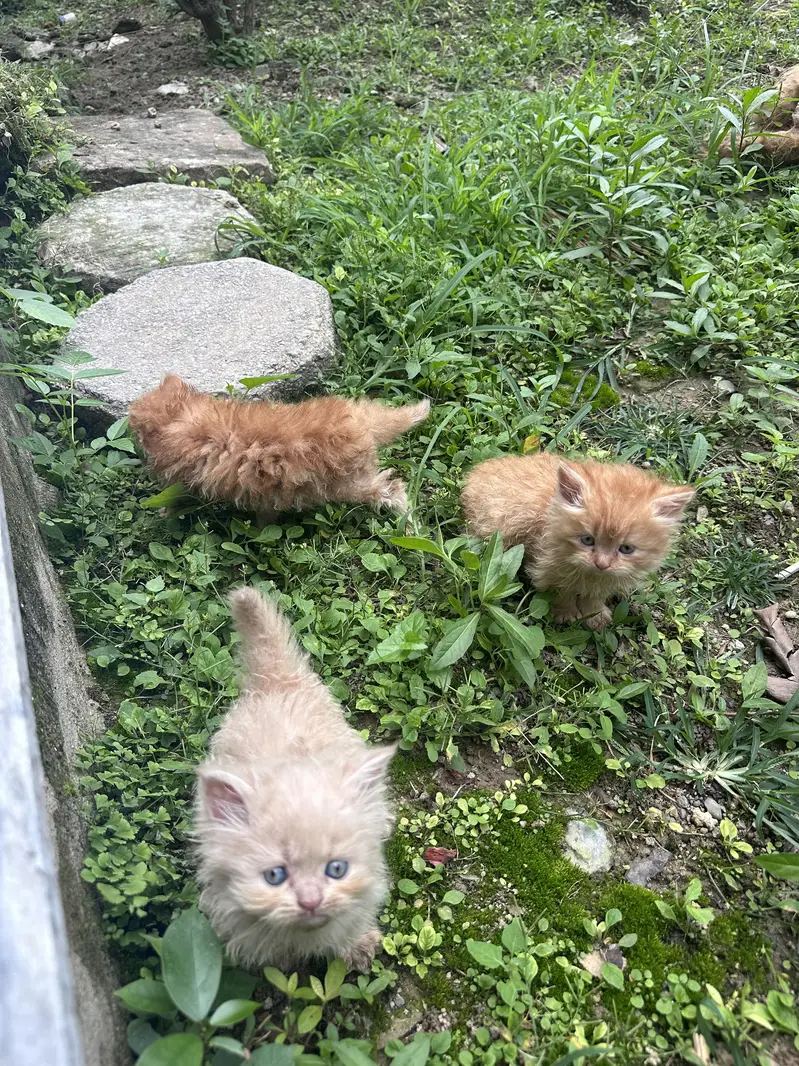 Persian kittens tripple coat — photo 7