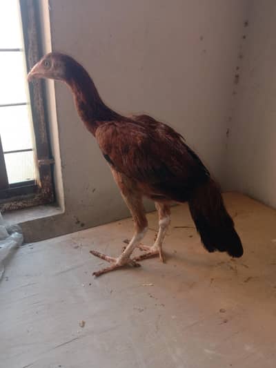 aseel Sindhi pathi for sale 03224186572