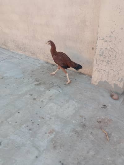 aseel Sindhi pathi for sale 03224186572