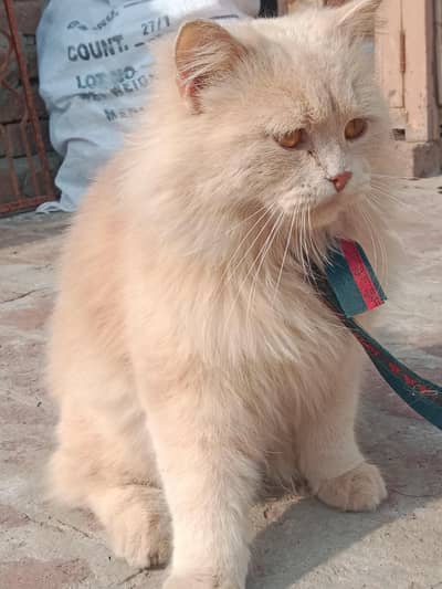 cat for sale