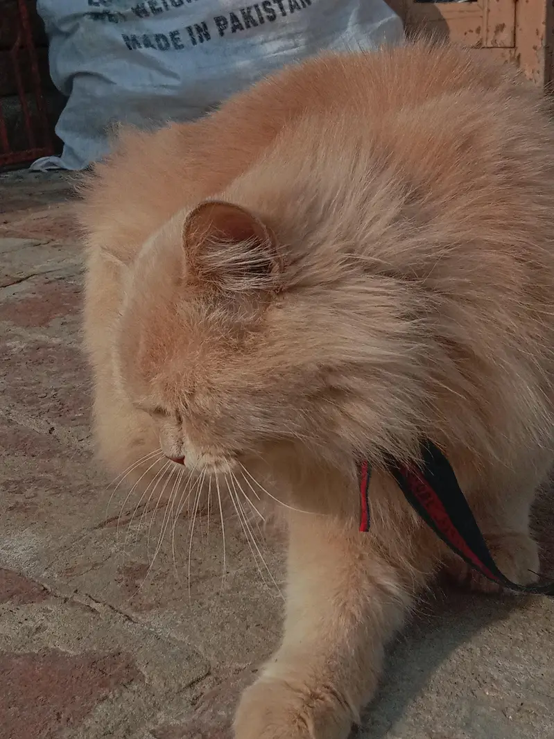 cat for sale — photo 2