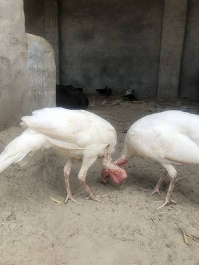 Turkey birds pair