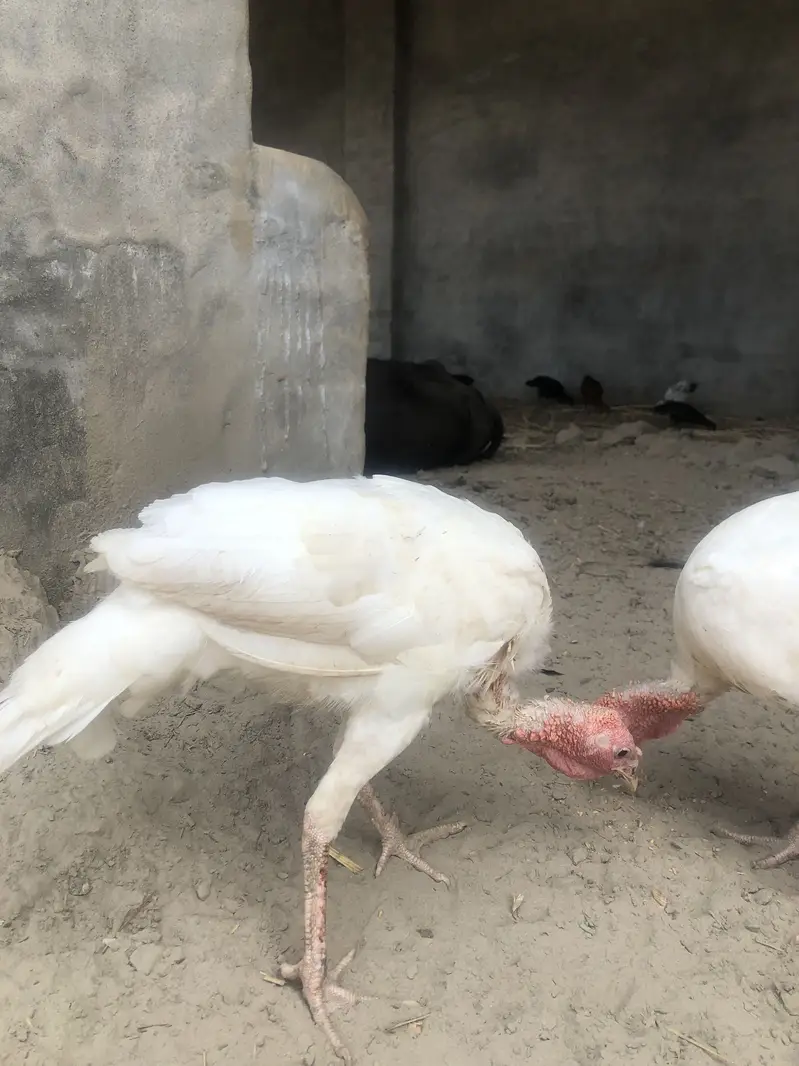 Turkey birds pair — photo 2